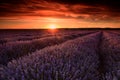 Lavender Field Flowers At Sunset In Summer Time
