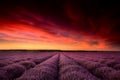 Lavender field flowers at sunset in summer time Royalty Free Stock Photo