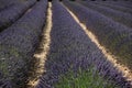 Lavender field in Provence landscape