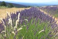 A lavender field in French Provence Royalty Free Stock Photo