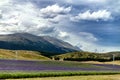 Lavender field in front of beautiful hills in New Zealand