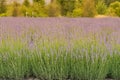 Lavender field full bloom condition close up Royalty Free Stock Photo