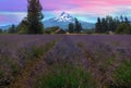 Lavender Field in Hood River Oregon After Sunset Royalty Free Stock Photo