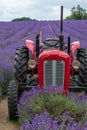 Lavender field in full bloom at Mayfields farm Royalty Free Stock Photo