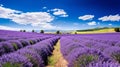 A lavender field in full bloom under a blue sky Royalty Free Stock Photo