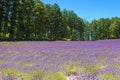 Lavender field in Furano, Hokkaido