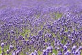 Lavender field in Furano, Hokkaido