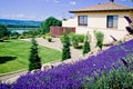 Lavender Field in garden