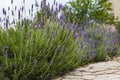 Lavender Field gardening, plant, bunch, floral Royalty Free Stock Photo