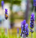 Lavender Field gardening, plant, bunch, floral Royalty Free Stock Photo