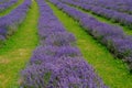 Lavender Field And Green Grass Royalty Free Stock Photo