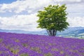 Lavender field on HIllside of Hinode Park in Summer, Kamifurano, Hokkaido Royalty Free Stock Photo