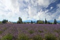 Lavender Field in Hood River Oregon Royalty Free Stock Photo
