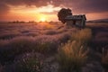 Lavender field and hut during sunset. Generative AI Royalty Free Stock Photo