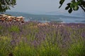 Lavender field on Hvar island Royalty Free Stock Photo
