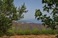 Lavender field on Hvar island Royalty Free Stock Photo