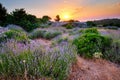 Lavender field on Hvar island, Croatia