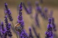 Snail on a sprig of lavender in a field in Valensole, Provence Royalty Free Stock Photo