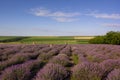 Lavender field with installations for photoshoots. Countryside landscape in the background Royalty Free Stock Photo