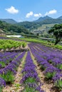 Lavender field landscape with ample copy space, vertical orientation for banners and ads Royalty Free Stock Photo