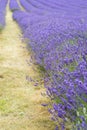 Lavender field landscape with differential focus technique giving shallow depth of field Royalty Free Stock Photo