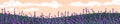 Lavender field landscape. Floral meadow panorama. Blossomed lavanda, lavandula in summer evening, panoramic view, long