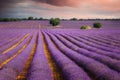Lavender field landscape in summer near Brihuega, Spain Royalty Free Stock Photo