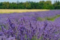 Lavender Field Landscape Royalty Free Stock Photo