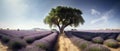 Lavender field with lonely tree in Provence, France Royalty Free Stock Photo