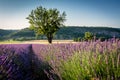 Lavender field and lonely tree in Provence Royalty Free Stock Photo