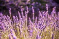 Lavender field macro in Provence, beautiful closeup and blurred foliage background in early summer scenery Royalty Free Stock Photo