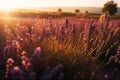 Lavender field with magic golden sunset light. Generative AI.