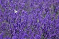 Lavender field butterfly