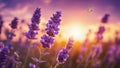 lavender field in the morning lavender flowers and a butterfly at dawn