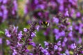 Lavender bumblebee torres del paine national park