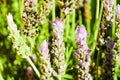 Lavender Field Nature Surface Flowers Royalty Free Stock Photo