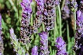 Lavender Field Nature Surface Flowers Royalty Free Stock Photo