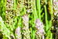 Lavender Field Nature Surface Flowers Royalty Free Stock Photo