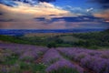 Lavender field near Cherven bryag, Bulgaria Royalty Free Stock Photo