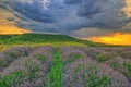 Lavender field near Cherven bryag, Bulgaria Royalty Free Stock Photo