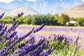 Lavender field near Franschhoek South Africa Royalty Free Stock Photo