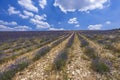 Lavender field near Montbrun les Bains and Sault, Provence, France Royalty Free Stock Photo