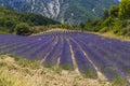 Lavender field near Montbrun les Bains and Sault, Provence, France Royalty Free Stock Photo