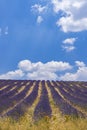 Lavender field near Montbrun les Bains and Sault, Provence, France Royalty Free Stock Photo
