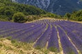 Lavender field near Montbrun les Bains and Sault, Provence, France Royalty Free Stock Photo