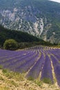 Lavender field near Montbrun les Bains and Sault, Provence, France Royalty Free Stock Photo