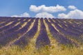 Lavender field near Montbrun les Bains and Sault, Provence, France Royalty Free Stock Photo