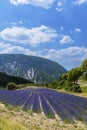 Lavender field near Montbrun les Bains and Sault, Provence, France Royalty Free Stock Photo