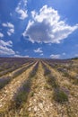 Lavender field near Montbrun les Bains and Sault, Provence, France Royalty Free Stock Photo