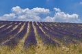 Lavender field near Montbrun les Bains and Sault, Provence, France Royalty Free Stock Photo